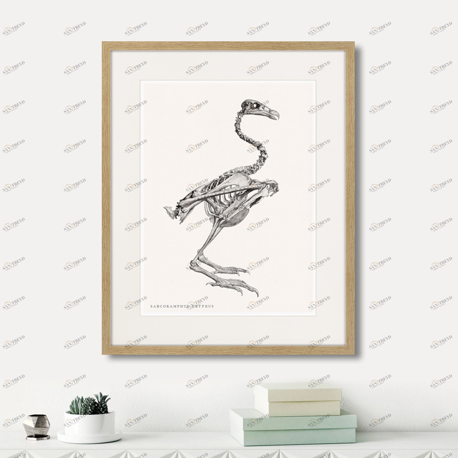 Картина в деревянной раме 52х42 см Sarcoramphus Gryphus , 1867г. КАРТИНЫ В КВАРТИРУ  264404 Белый;коричневый;разноцветный 