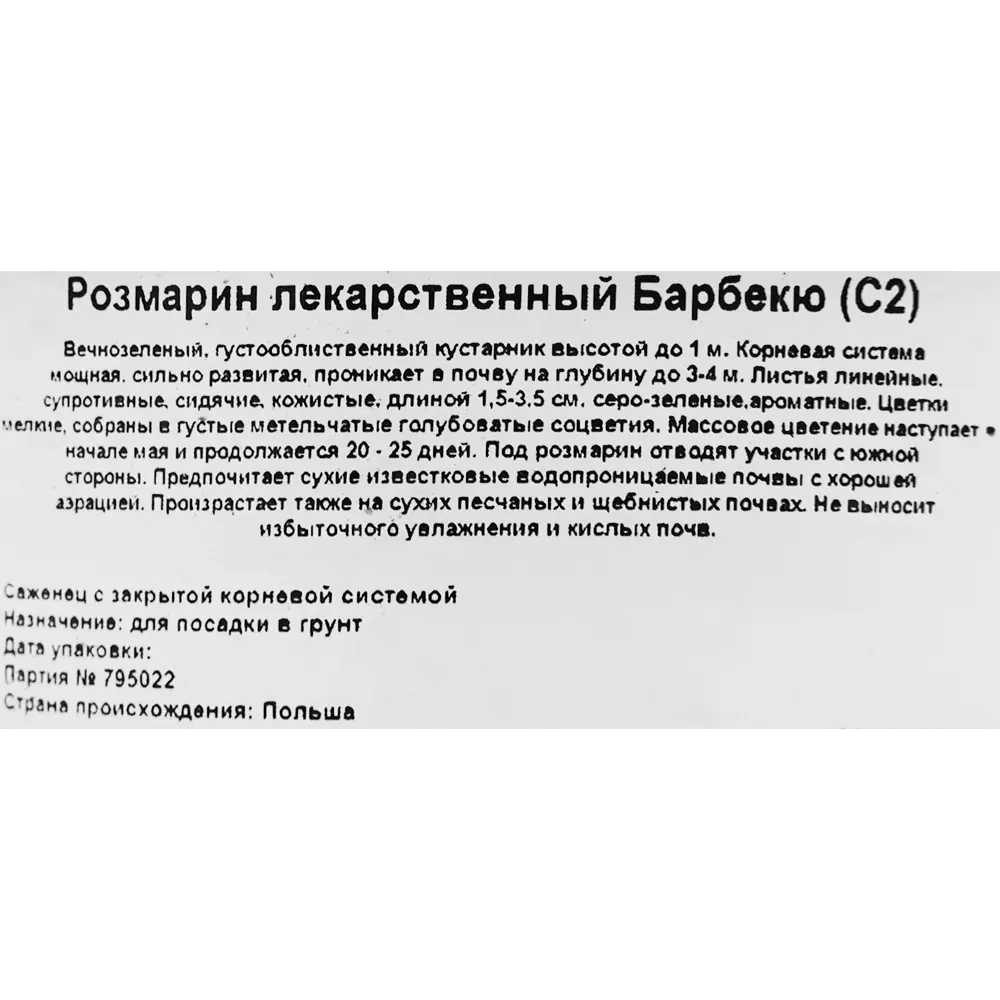 Розмарин лекарственный Барбекю ø17 h20 см 85326944 STLM-2202582 Santreyd  - Вид №1