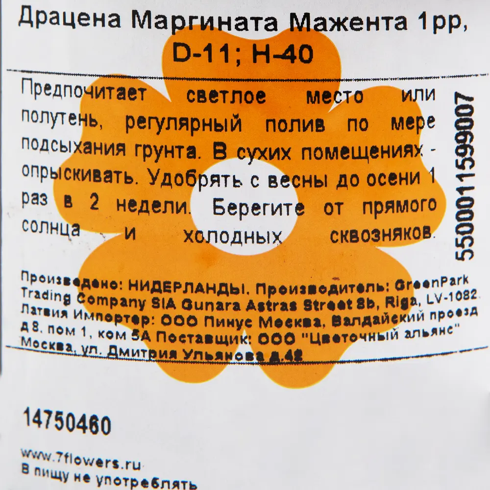 Santreyd Драцена Маргината — изящное комнатное дерево с красной каймой 14750460 STLM-0005093 - Вид №2