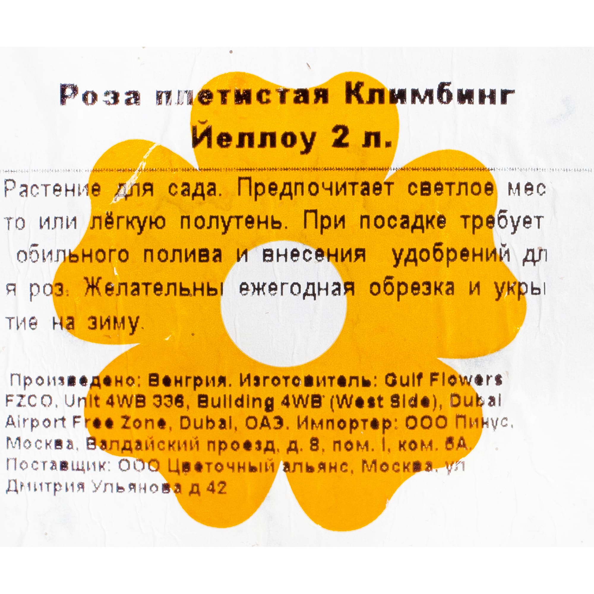 82155591 Роза плетистая Климбинг Йеллоу 2 л Santreyd  - Вид №1