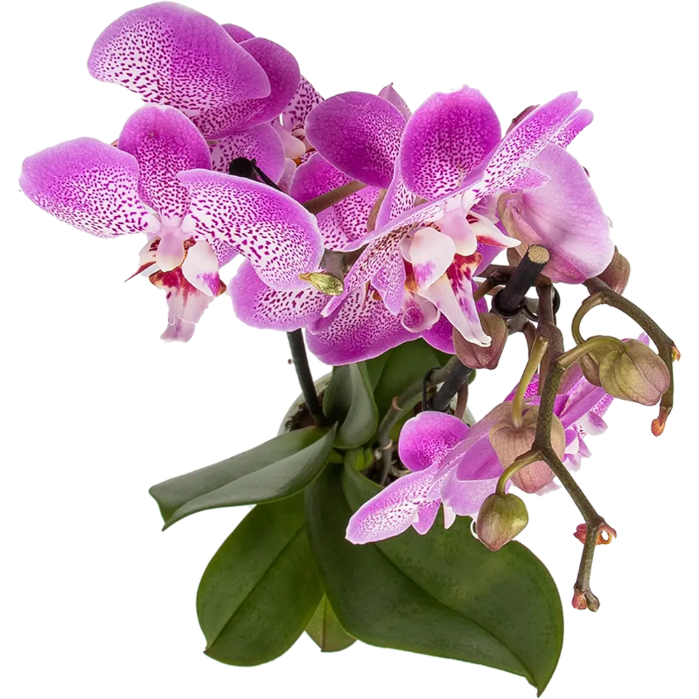 Орхидея Фаленопсис Джиллиан ø12 h65 см Santreyd STLM-2009698 - Вид №1