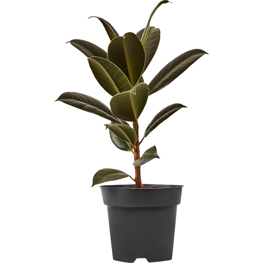 Фикус Эластика Мелани от Santreyd — вечнозеленый акцент для интерьера 89352943 STLM-1464147