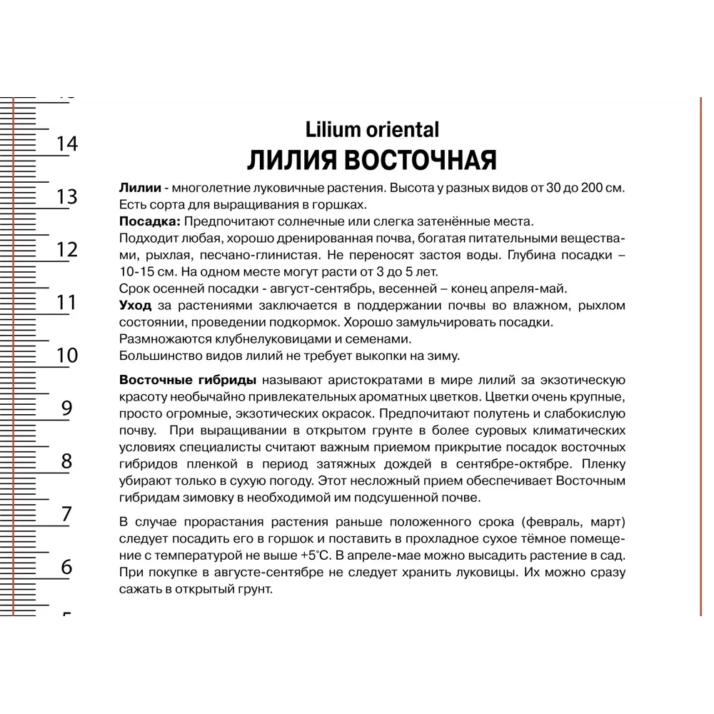Лилия восточная Касабланка луковицы 14 89433502 STLM-2056344 ПОИСК  - Вид №2