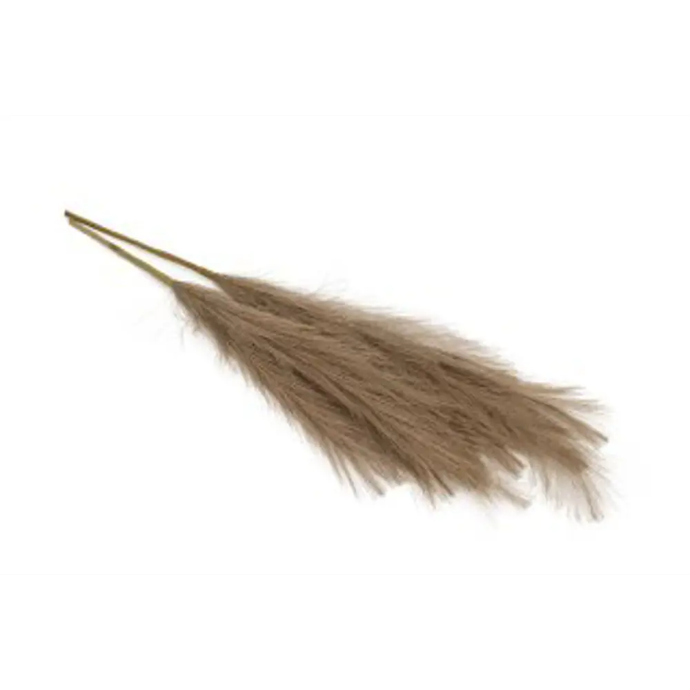 Декоративный сухоцвет 60 см светло-коричневый Santreyd STLM-2029454