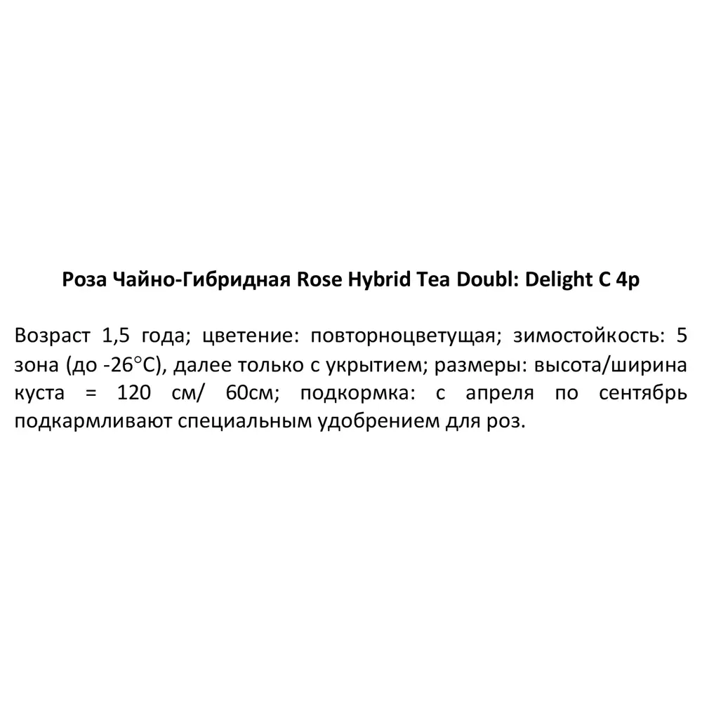 PLANTMARKET Чайно-гибридная роза Double Delight с двухцветными бутонами 84827544 STLM-1572846 - Вид №3