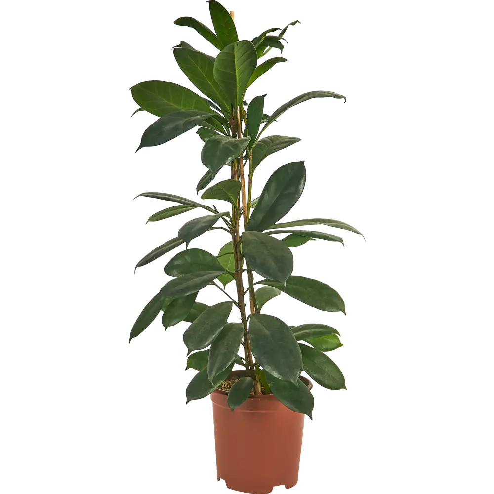 Фикус Циатистипула Santreyd — элегантное комнатное дерево с двухцветной листвой 85324845 STLM-0061458 - Вид №1