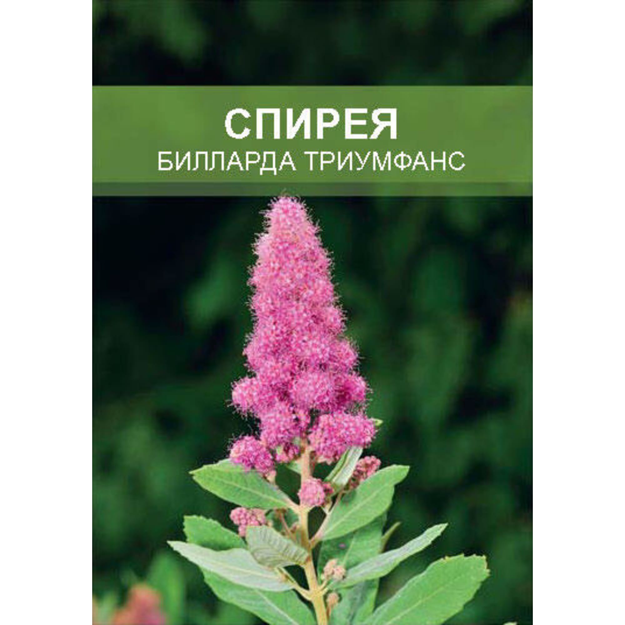 85670449 Спирея Биллрда Триумфанс ø15 h35 см Santreyd 