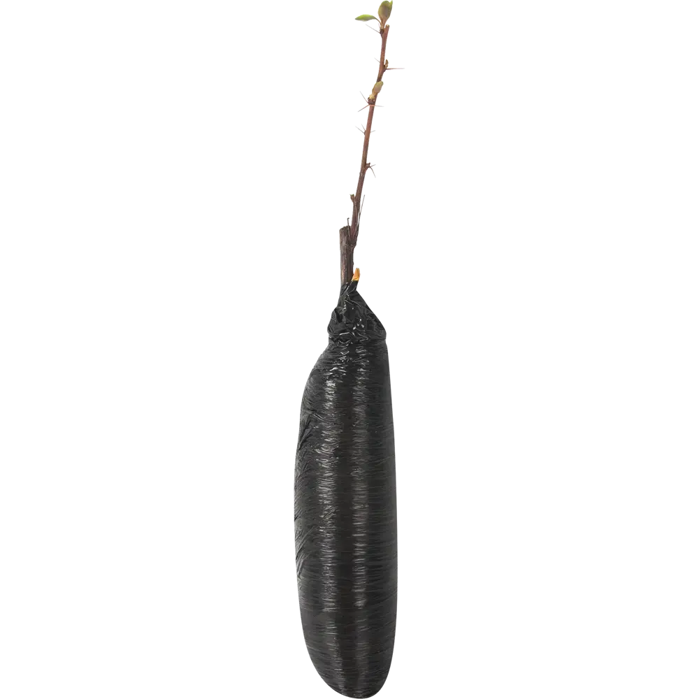 Барбарис оттавский Суперба в пакете БогородскСельхозКомплекс Santreyd STLM-2000278 - Вид №1