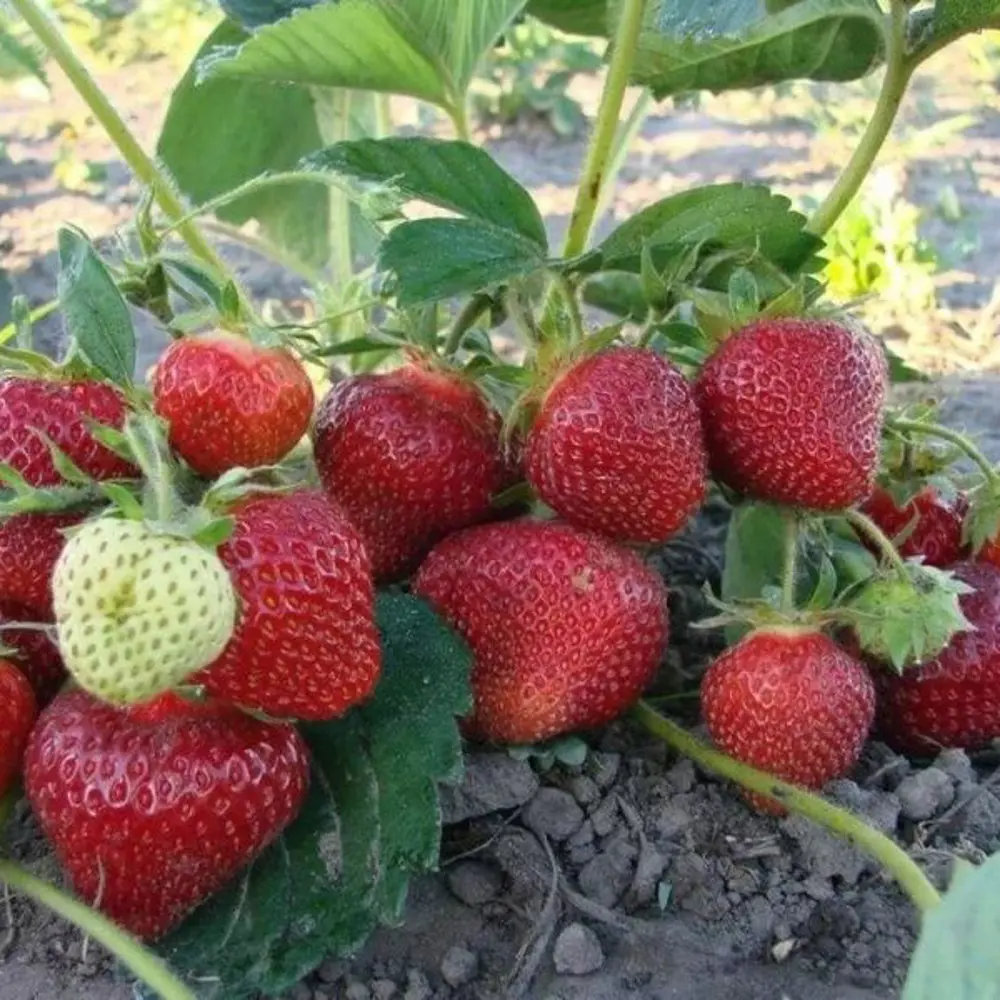 Земляника садовая Вима Рина — сладкая ремонтантная клубника 81954882 Santreyd STLM-1583424 - Вид №2