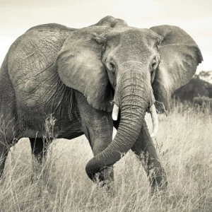 XXL4-529-Elephant Фотообои Komar Into Illusions Edition 2 2.48х3.68 м
