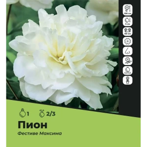 Пион Фестиве Максима луковицы 2/3 89415976 STLM-2112532