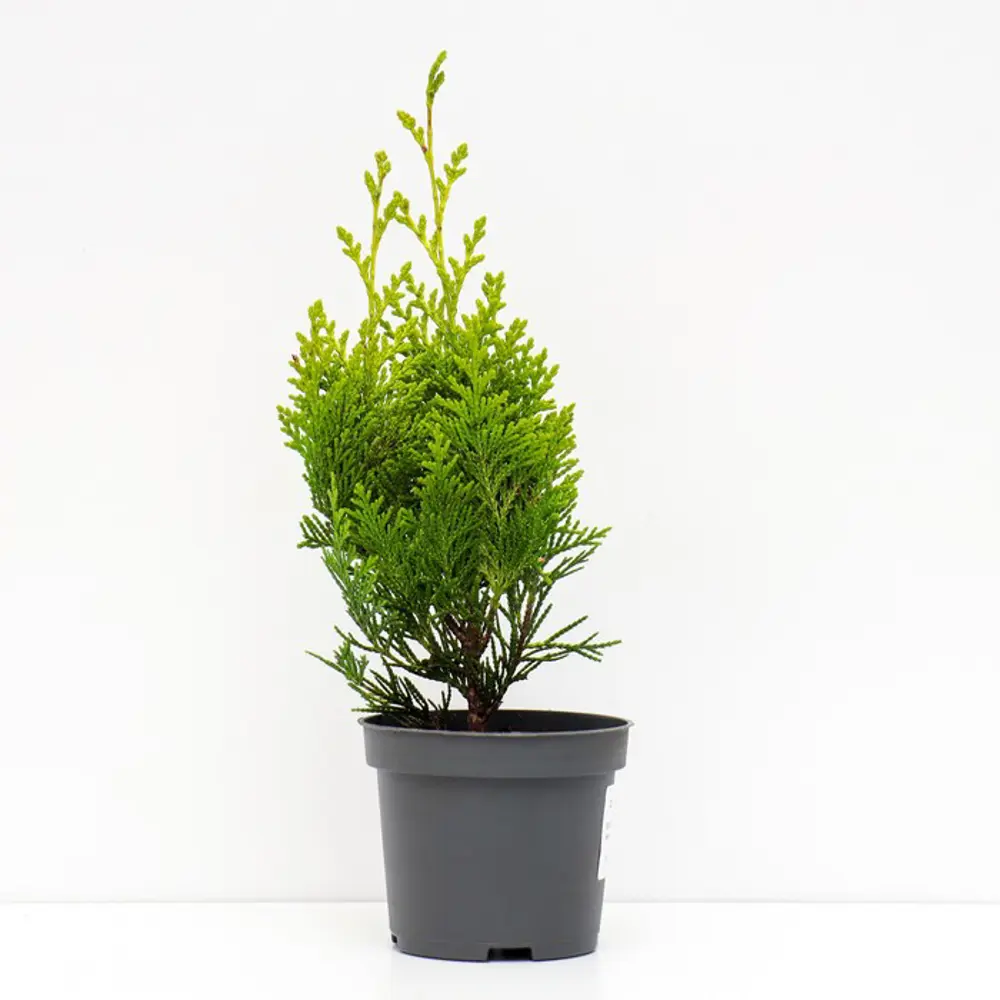 Кипарисовик Лавсона Ивонне ø19 h40 см PLANTMARKET STLM-2118614 - Вид №1