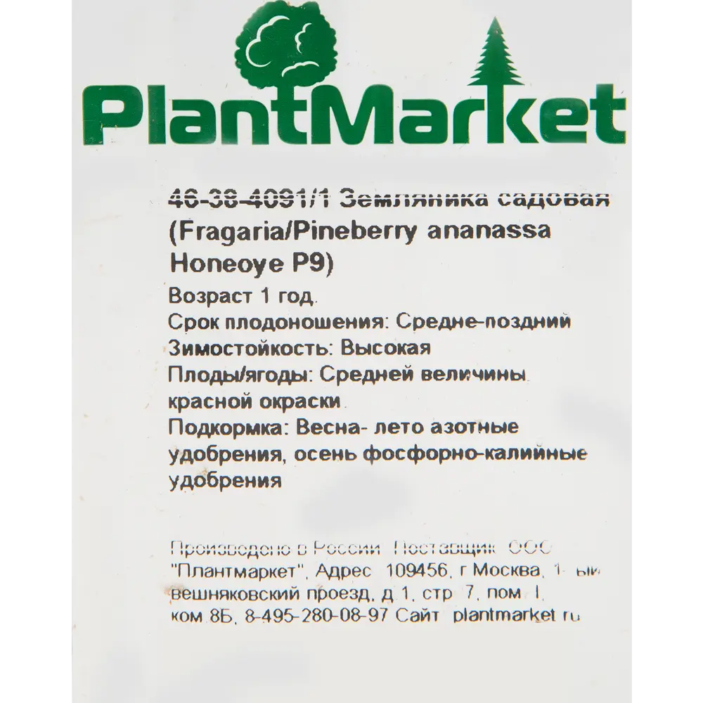 Земляника садовая «Хоней» 9x15 см PLANTMARKET STLM-2149250 - Вид №1