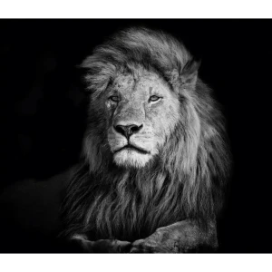 Фотообои «Глава прайда», флизелиновые, 300x260 см, W514008