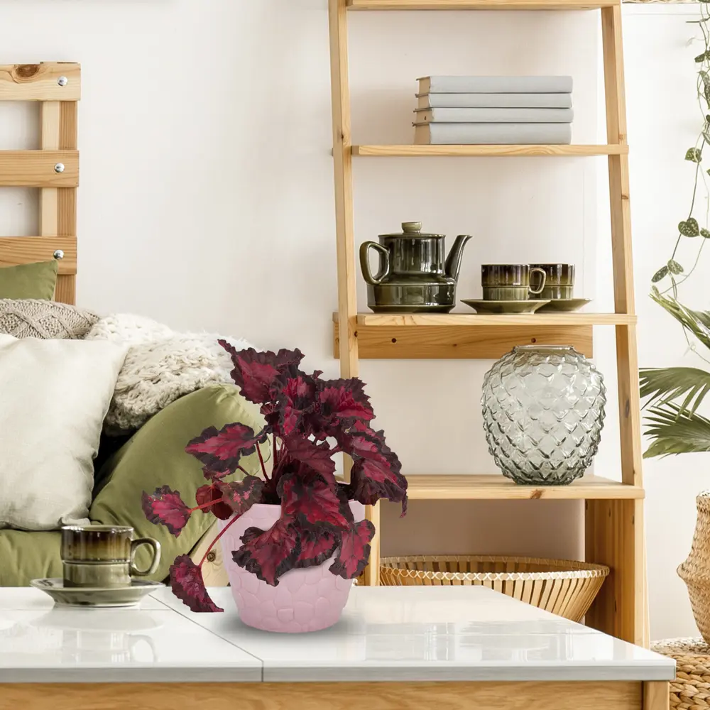 Santreyd Бегония рекс — декоративное растение с роскошной листвой 83248016 STLM-0039912 - Вид №3