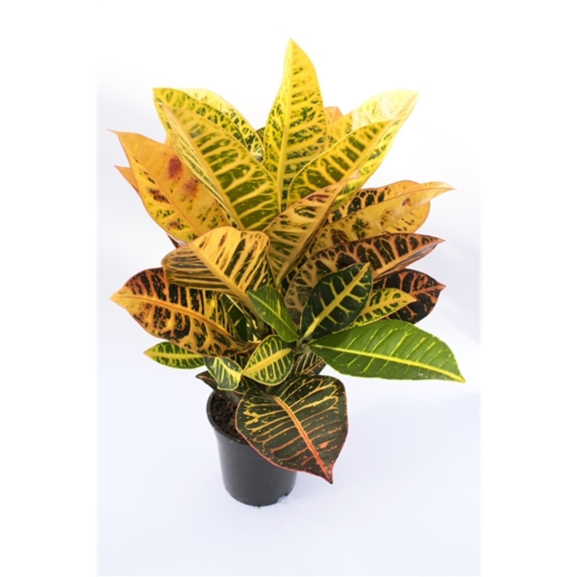 82578933 Кодиеум варигатум эксцелент 3pp d24 h70 Santreyd 