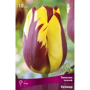 Тюльпан Триумф Хелмар ПОИСК - лимонно-желтый с вишневыми разводами 89381320