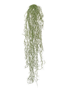 20.091608 Тилландсия-паутинка Литл серо-зелёная припылённая Цветочная коллекция