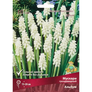 Мускари гроздевидный Альбум, 10 шт 85205634 STLM-2130953