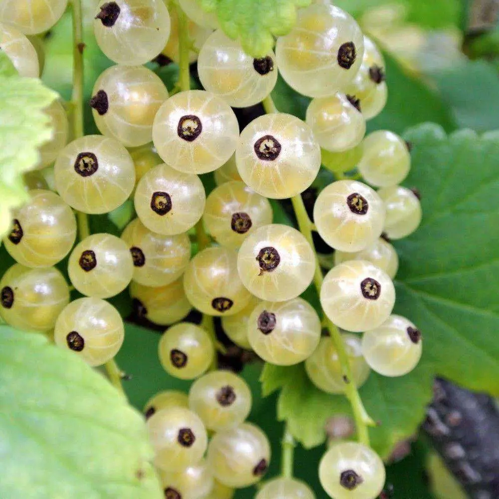 Смородина белая Смольянинова ø15 h45 см 84659536 STLM-2076963 PLANTMARKET 