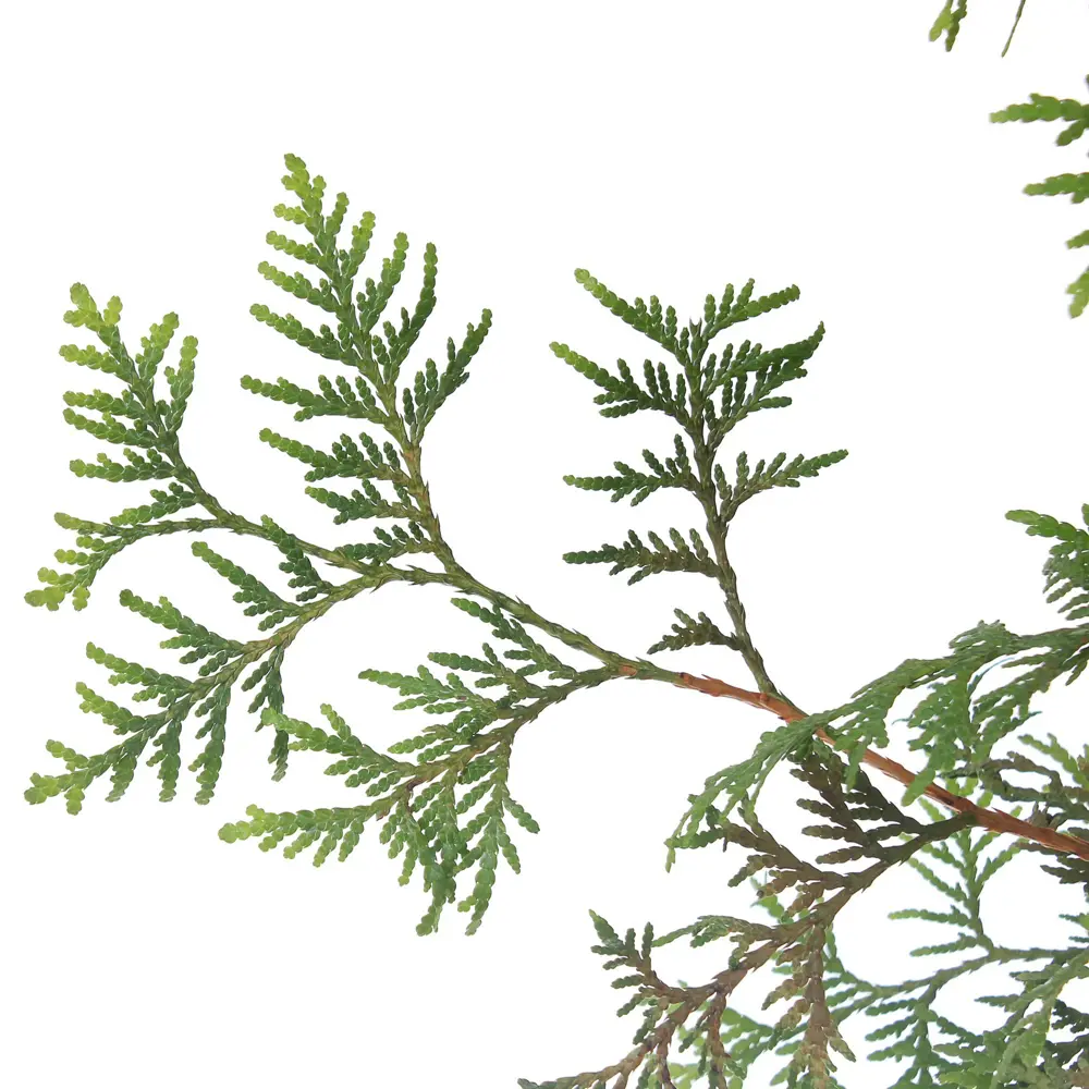 Туя западная «Смарагд» С3, 60-70 см PLANTMARKET STLM-2186965 - Вид №1