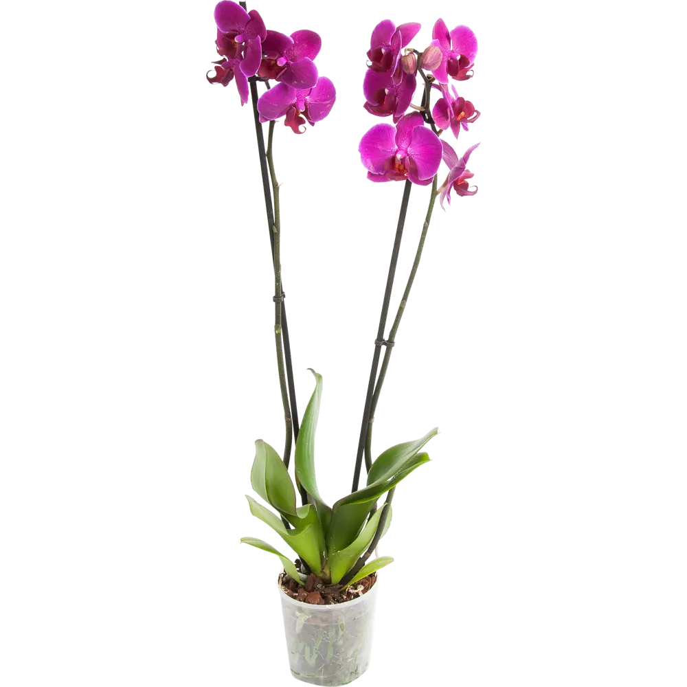 Santreyd Фаленопсис - изящная орхидея с двумя цветоносами 13534191 STLM-0003274