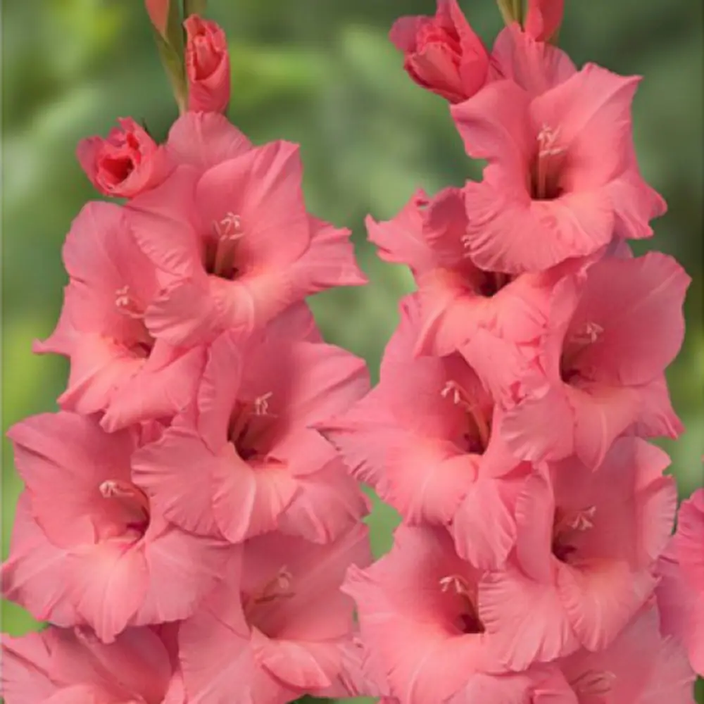 Гладиолус крупноцветковый Фор Эвигт 7 шт BLOOMING LIFE STLM-2062687