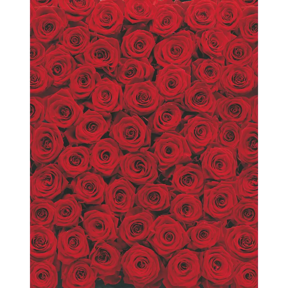 Фотообои бумажные, 270х197 см, KOMAR Розы 13273884 STLM-2184565 Roses