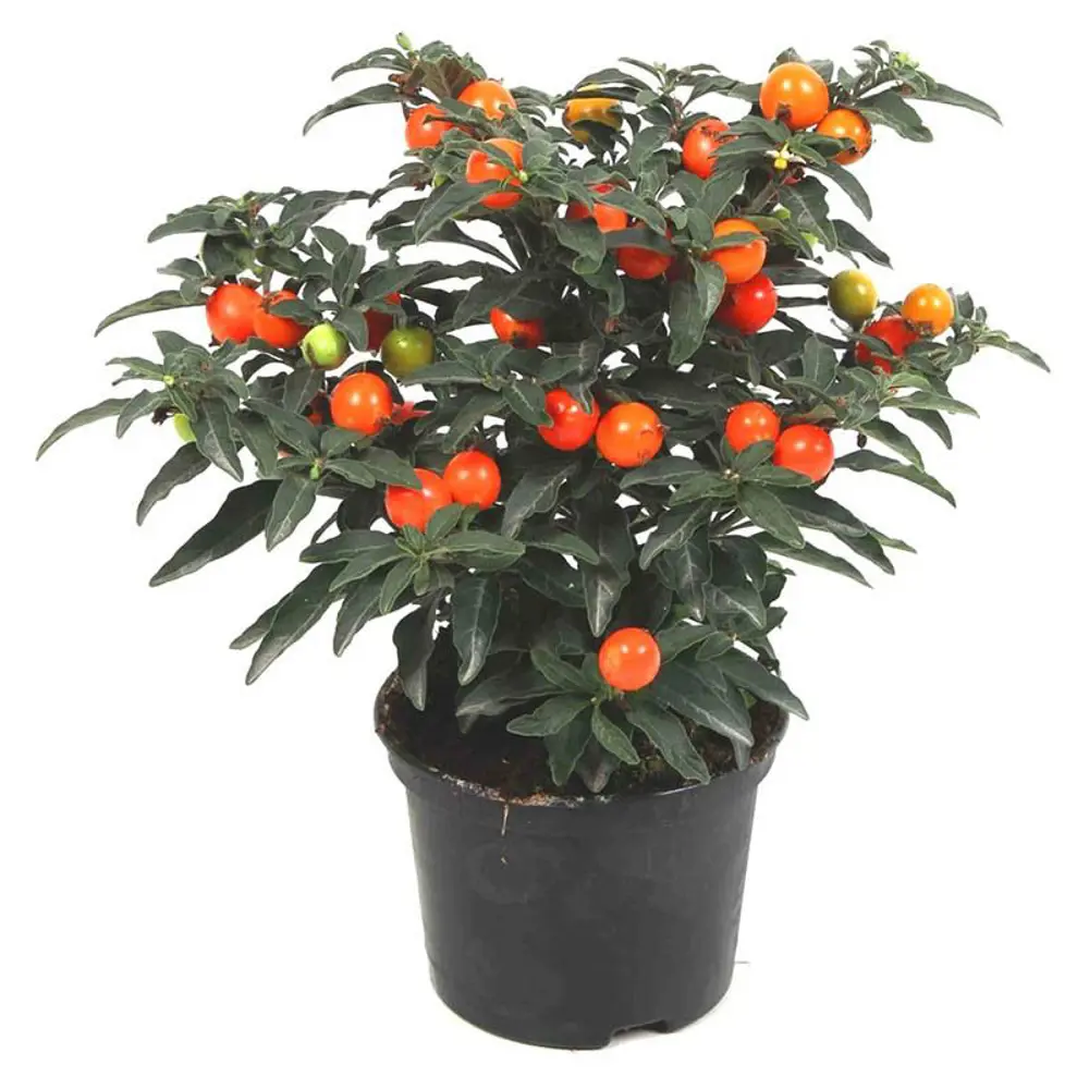 Солянум Псевдокапсикум Santreyd - комнатное растение с декоративными плодами 89352927 STLM-1543617