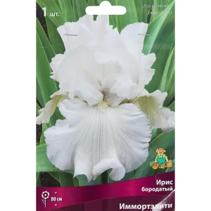 Ирис бородатый Иммортэлити 85185999 STLM-2208804