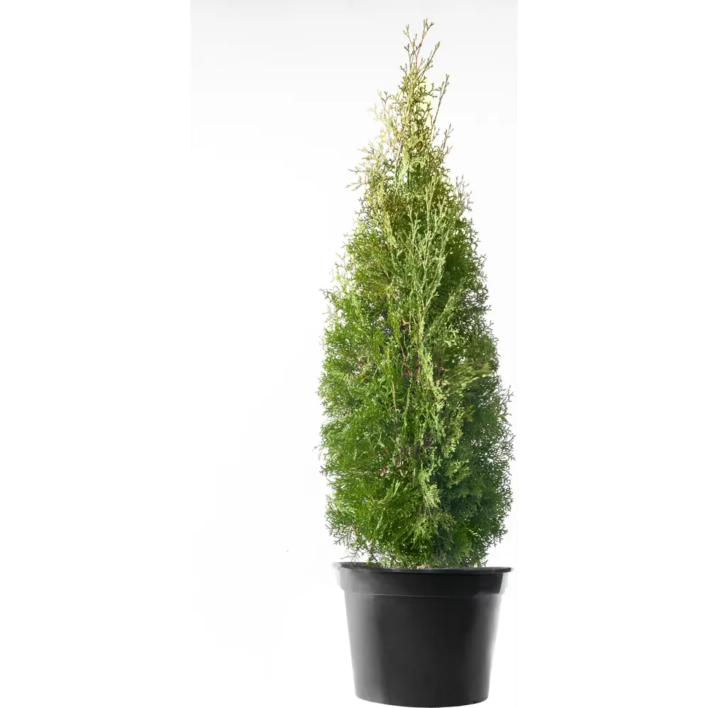 Туя западная «Холмструп» 100-120 см ГАВРИШ STLM-2041267