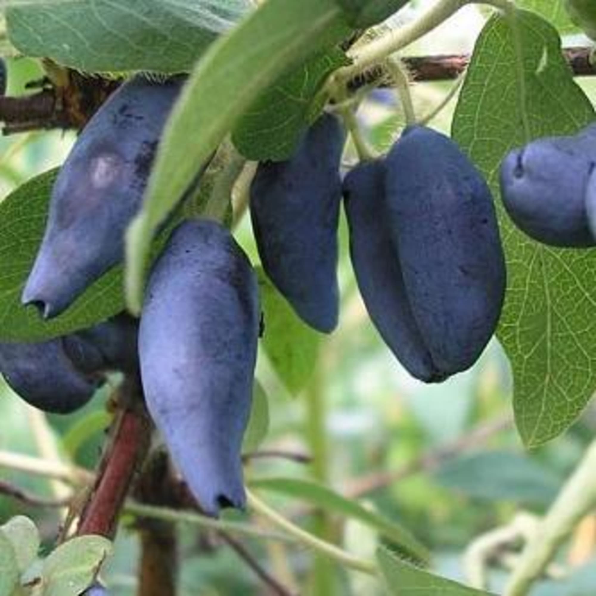 82597083 Жимолость плодовая «Сувенир» C2 высота 50 см Santreyd 