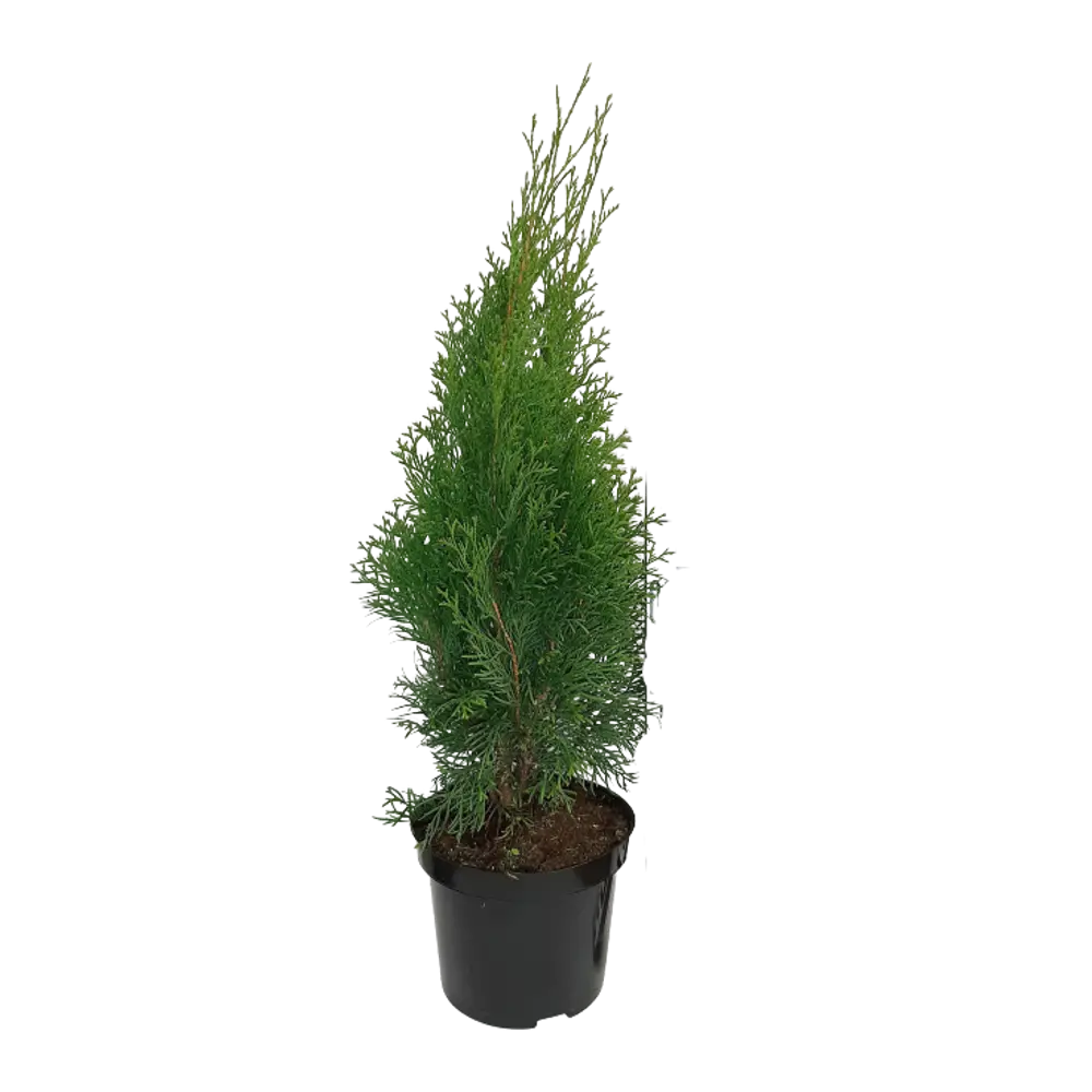 Туя западная Кубанский изумруд ø22 h40 см ГАВРИШ STLM-2200660