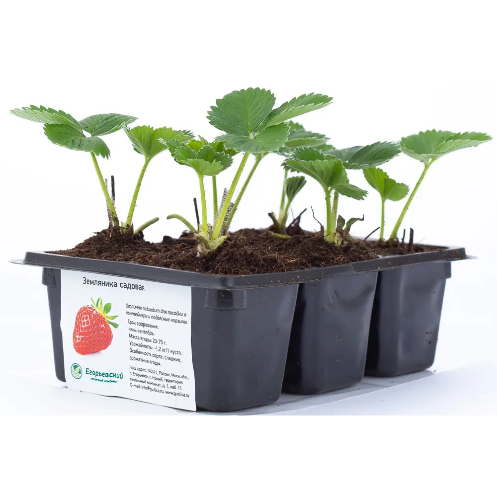 Земляника садовая h13 см Santreyd STLM-2005480
