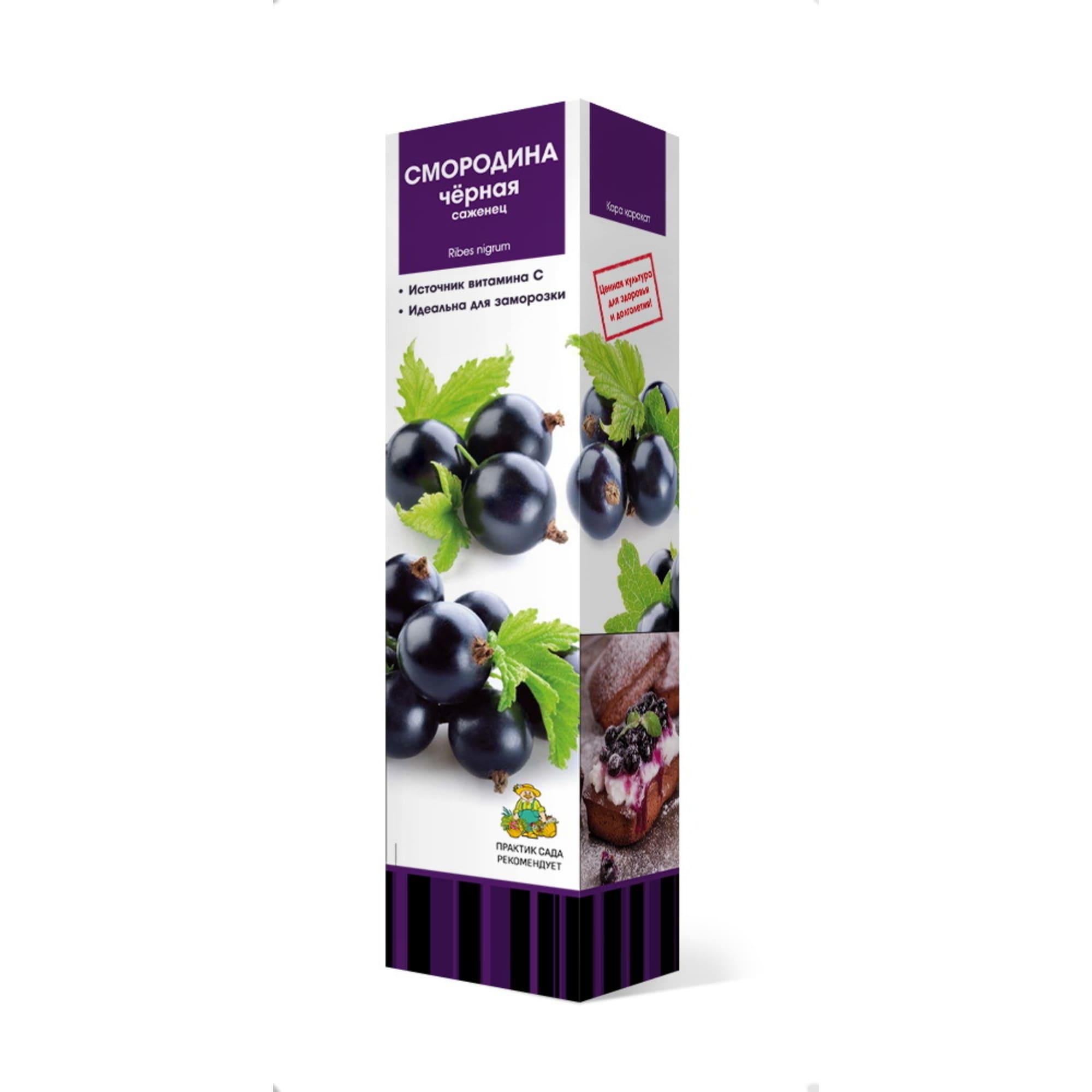 83791408 Смородина чёрная Экзотика h37 см Santreyd 