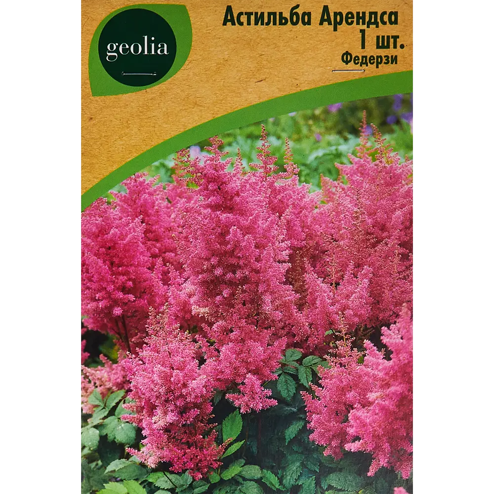 Астильба Арендса Федерзи - розовоцветущее корневище для сада 86408602 GEOLIA STLM-1565701
