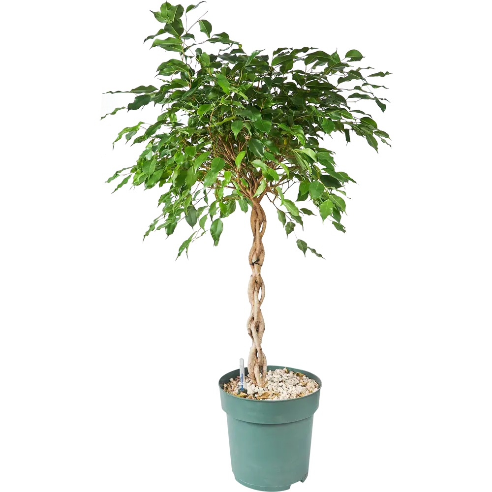 Фикус Бенжамина Росток от Santreyd — живая элегантность для вашего интерьера 84586920 STLM-0052395 - Вид №1