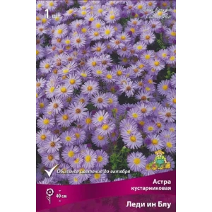 Астра кустарниковая Леди Ин Блу