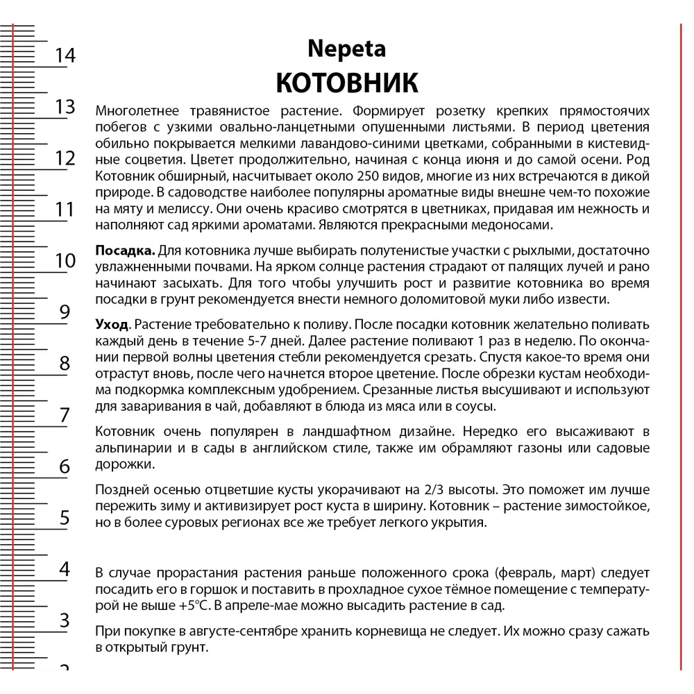 Котовник Кит Кэт - многолетнее цветущее растение с синими соцветиями 89433483 ПОИСК STLM-1584784 - Вид №2