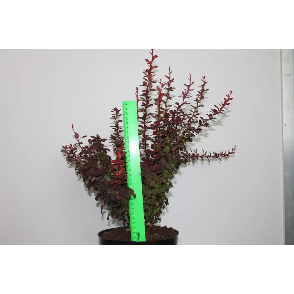 Барбарис, микс, 20-30х10 см, P9 ГАВРИШ STLM-2085258 - Вид №3