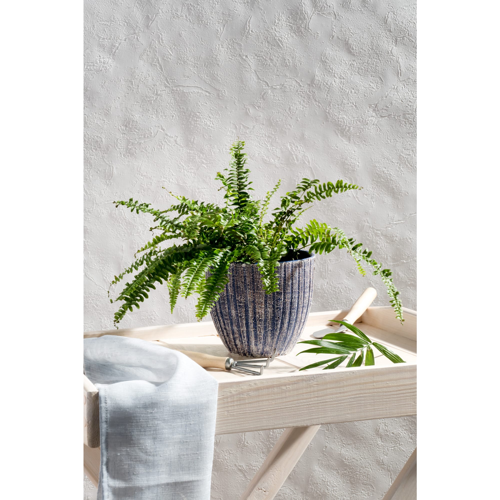 13534108 Нефролепис Грин Леди 12х37 см Santreyd  - Вид №7