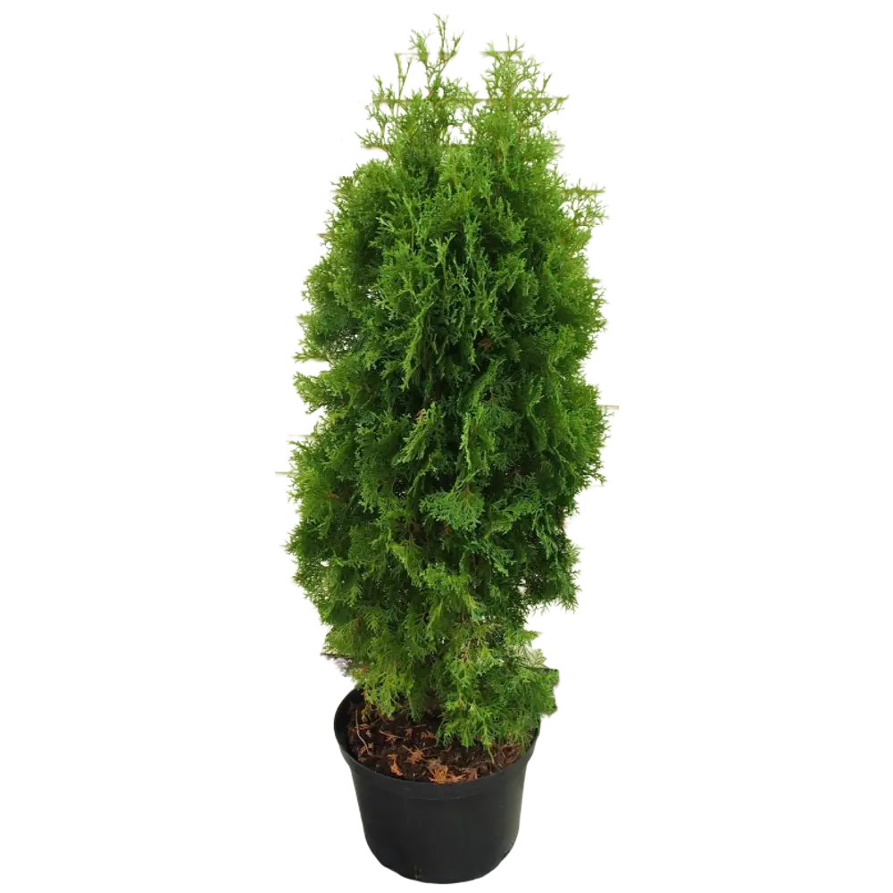 Туя западная Колумна, 100-120x40 см, С10 ГАВРИШ STLM-2208360