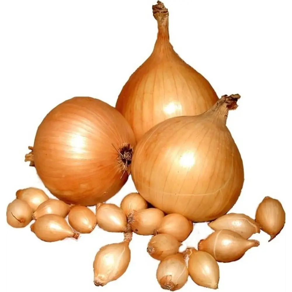 Лук-севок «Шетана» 10/21, 0.35 кг Santreyd STLM-2187019