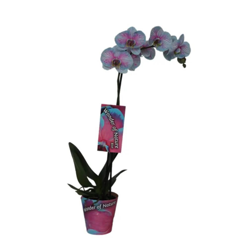 Орхидея Фаленопсис Чудо природы - живое украшение интерьера 89412408 Santreyd STLM-1582131