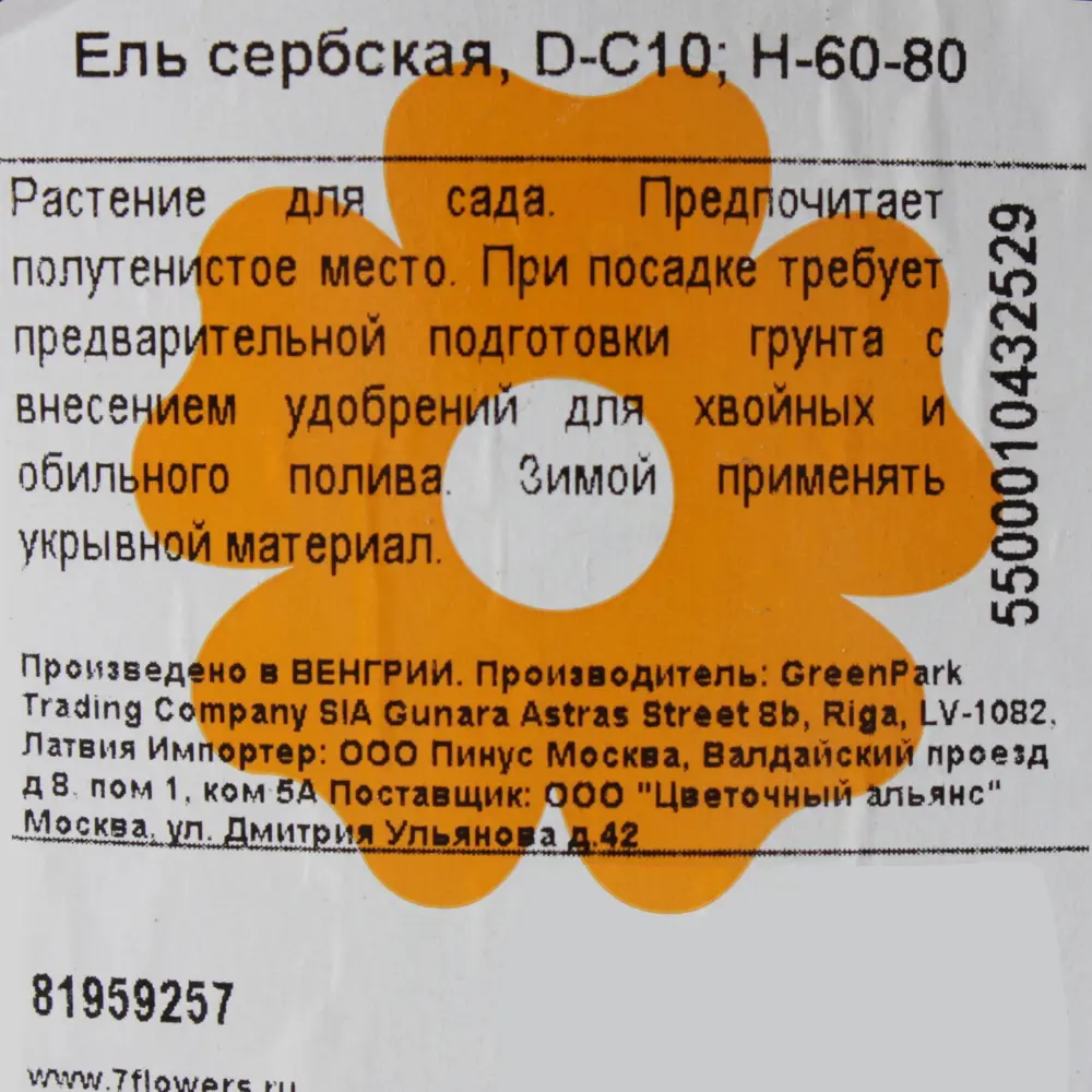 Ель сербская С10/80-100 81959257 STLM-2035184 Santreyd  - Вид №2
