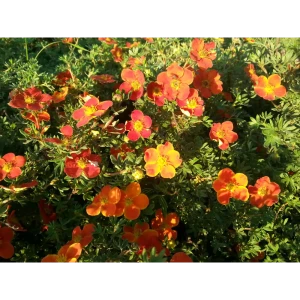 Лапчатка кустарниковая «Ред Эис» 9x15 см