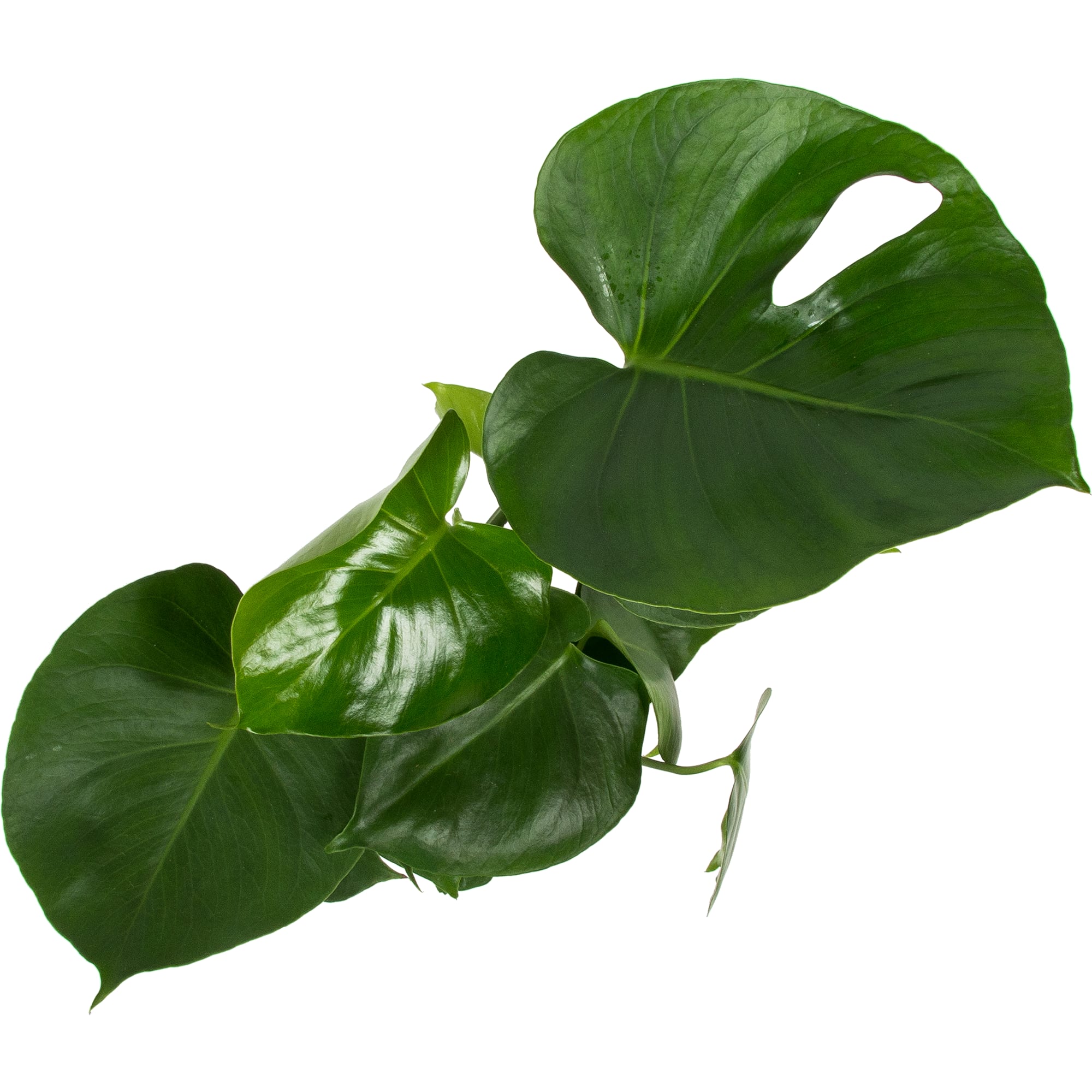 14750515 Монстера 14х50 см Santreyd  - Вид №1