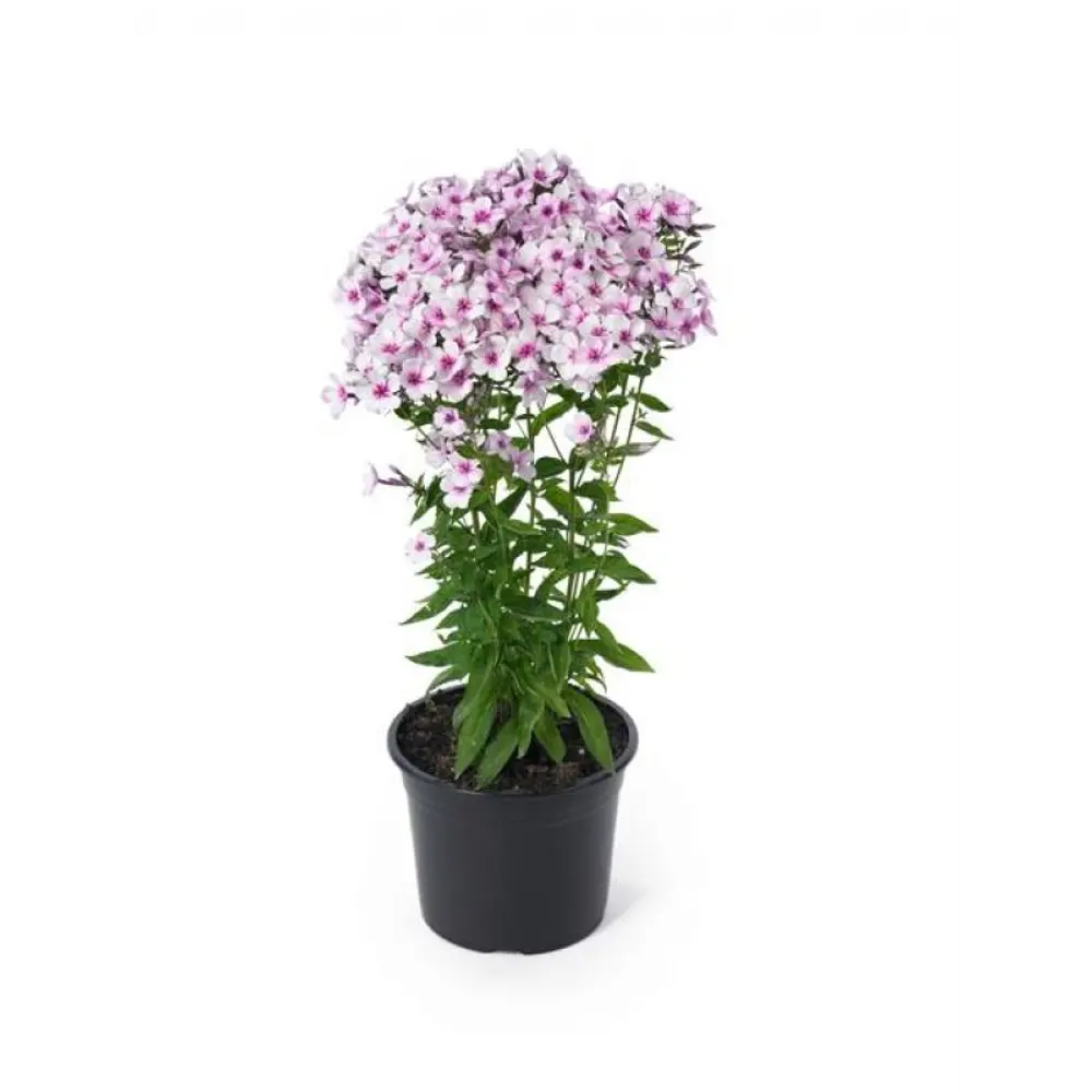 Флокс метельчатый микс ø12 h15 см АГРОНИ STLM-2160419