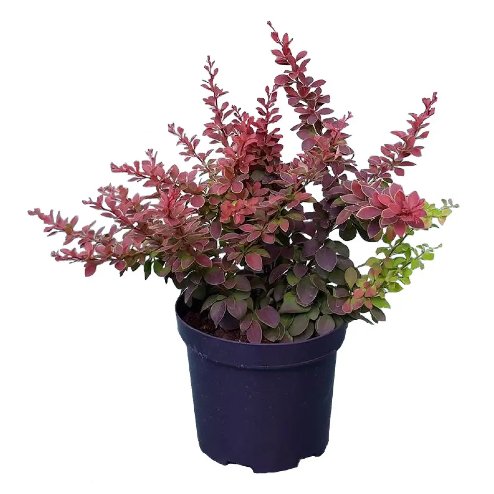 Барбарис Тунберга ø15 h35 см 89365277 STLM-2008509 PLANTMARKET 