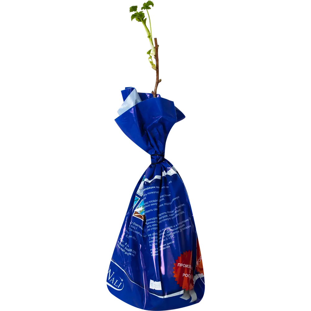 Смородина чёрная «Гуливер» (1 год) Santreyd STLM-2140653